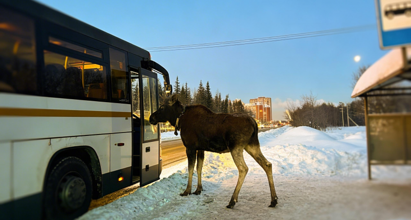    Лось попытался зайти в автобус в Подмосковье | © Фото : Госавтоинспекция России/Telegram