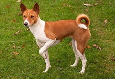 Лечение перелома лапы у собак