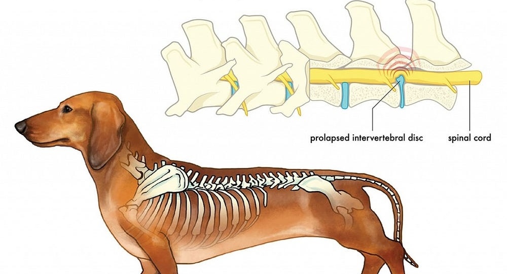 Экструзия и протрузия дисков позвоночника у собак