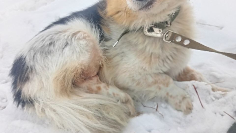 Приют "Кот и Пес" на дне. SOS! SOS! SOS!