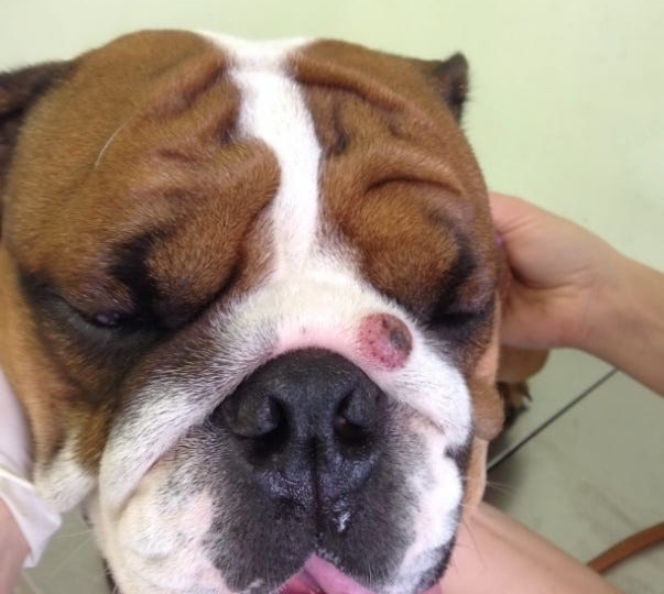 Кожная гистиоцитома у собак