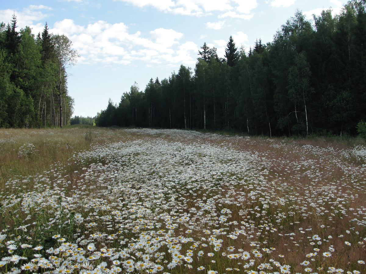 Фото Старого Солдата. Смоленщина.