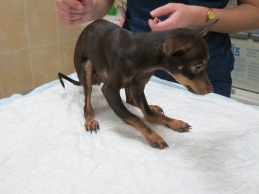 Лечение переломов у карликовых пород собак