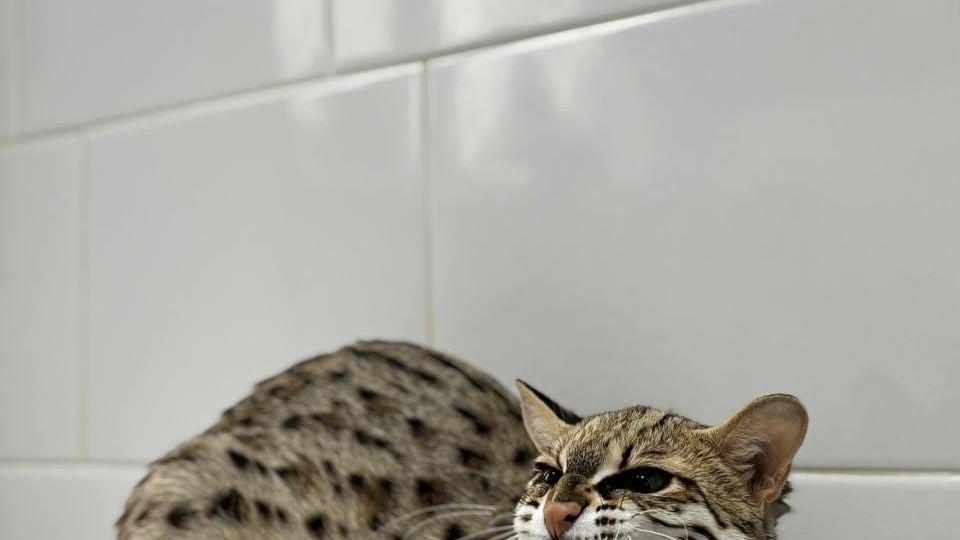 Болезнь межпозвонковых дисков (многие знают их как Грыжи): какие бывают и когда нужна операция