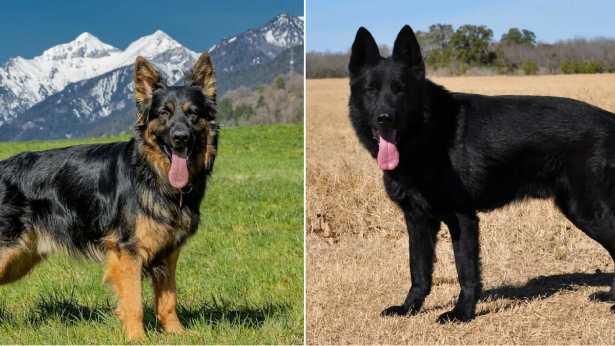 Немецкая овчарка