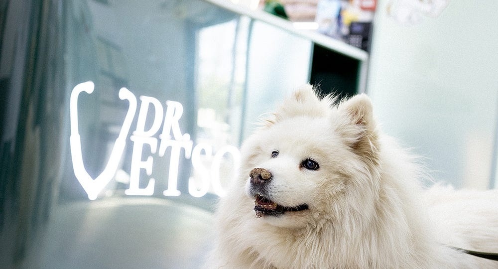 Что делать, если собака начала хромать: причины, первая помощь и когда обращаться к врачу