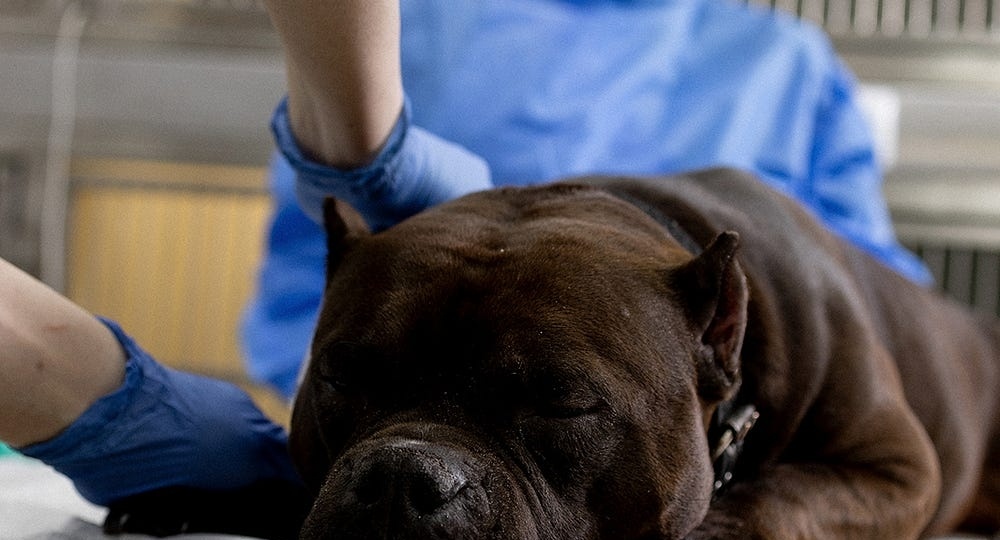 Как распознать первые признаки вирусного заболевания у питомца