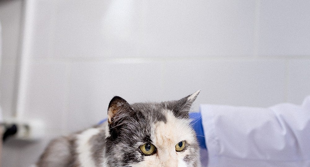 Современные методы диагностики и лечения вирусных инфекций у кошек