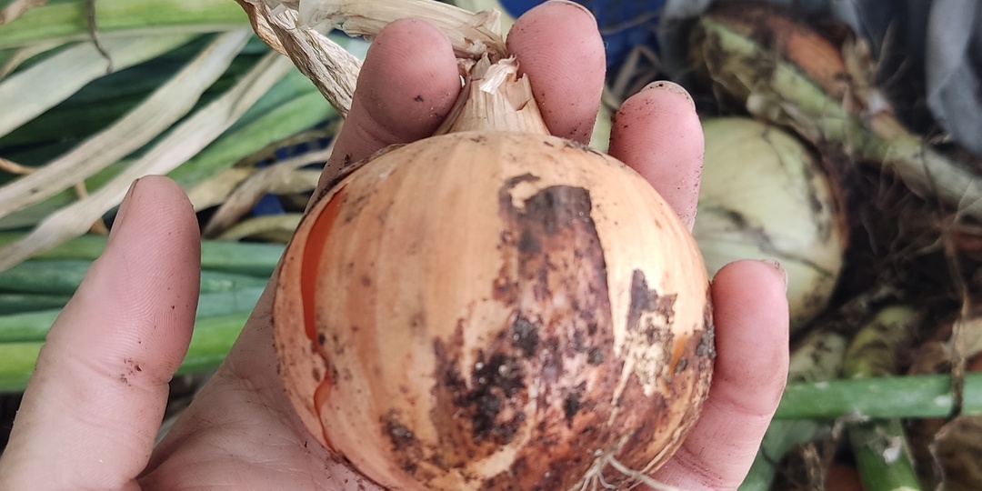 Посеяла лук