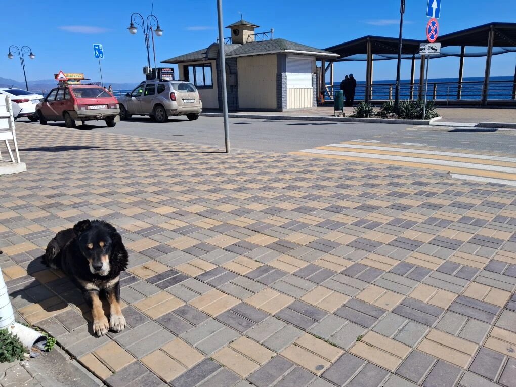 Собакен охраняет местную кафешку. 