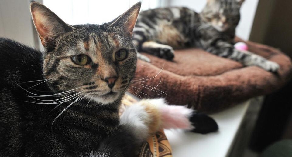    РИА «Новости»