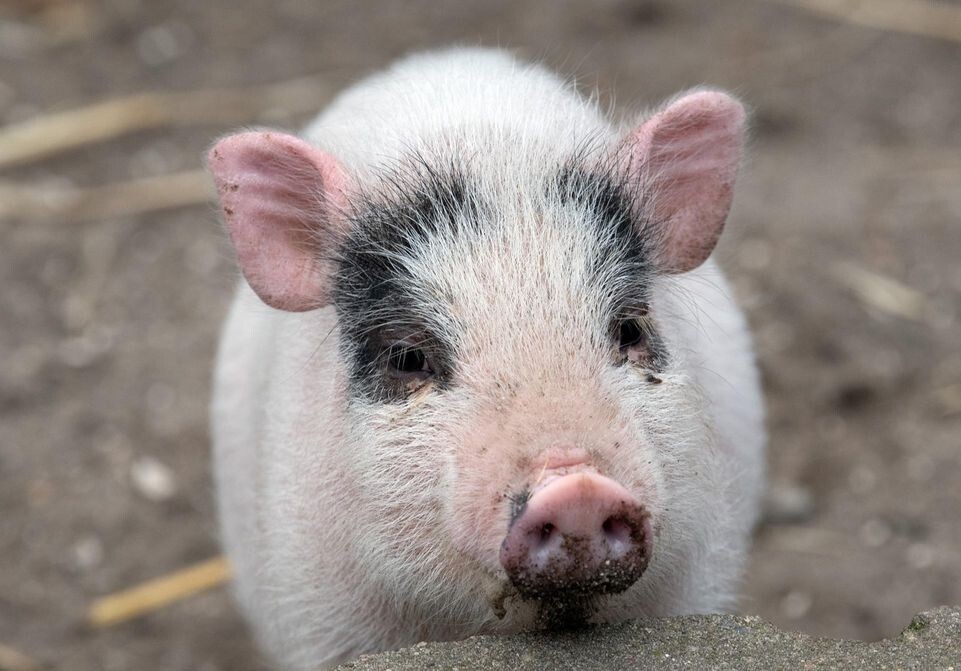    Soeren Stache/dpa-Zentralbild/dpa / www.globallookpress.com