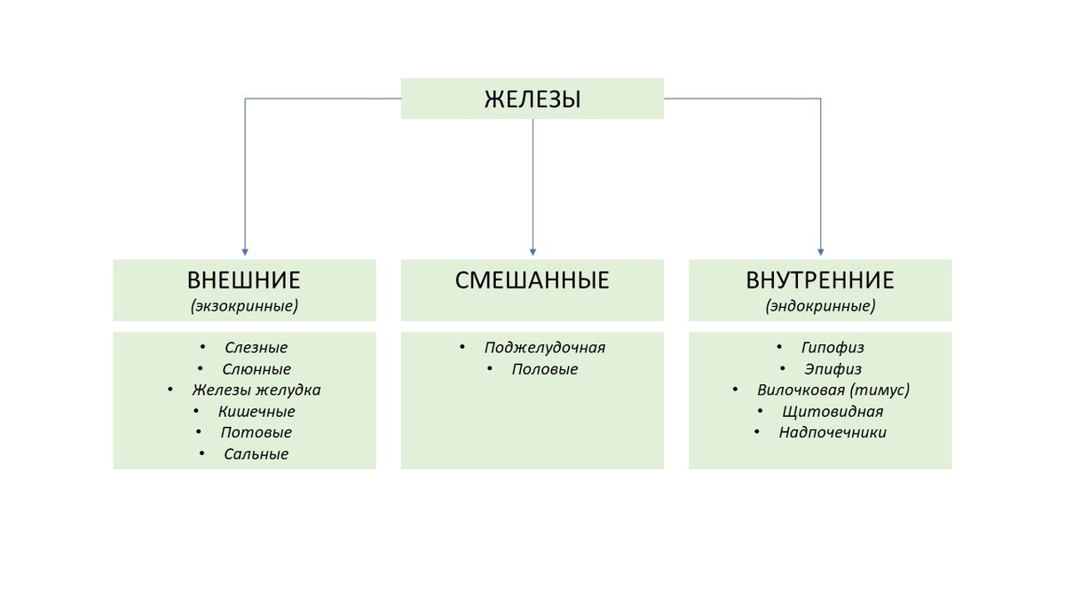 Рисунок 1. Классификация желез человека