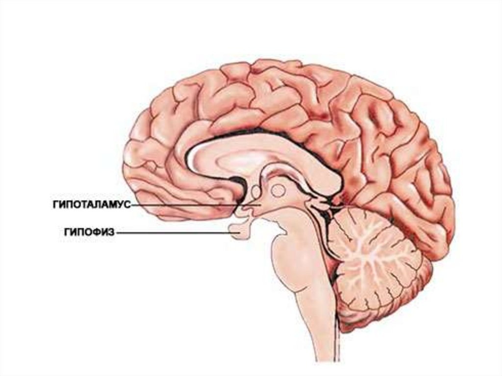 Рисунок 2. Гипофиз