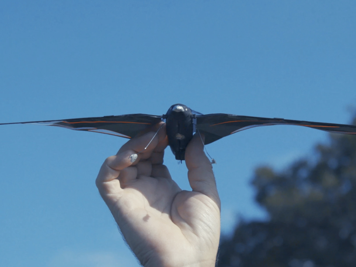    Орнитоптер с двумя хвостами развивает скорость до 31 км/ч