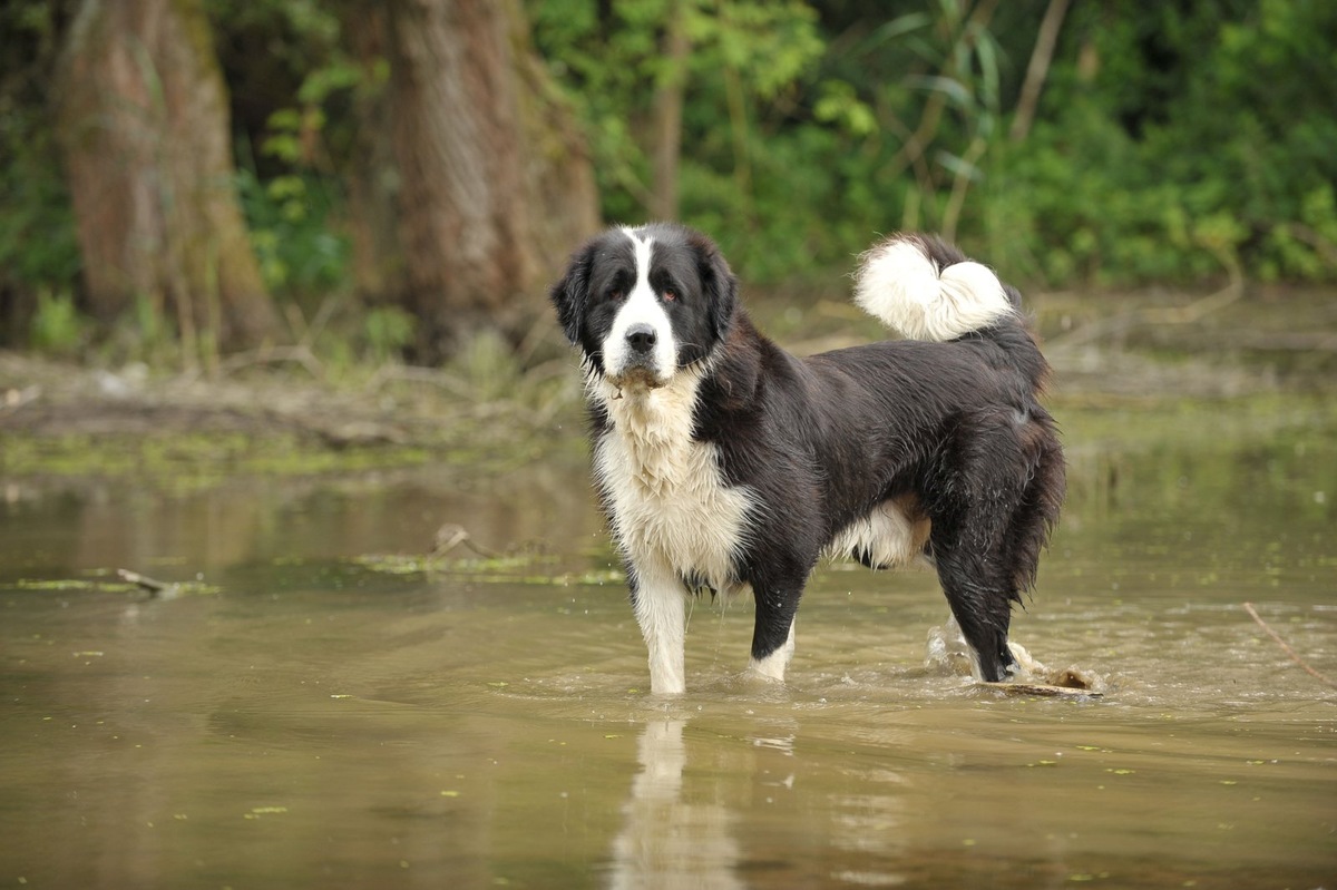    Стандарт породы практически не ограничивает заводчиков в разведении щенков разных окрасов