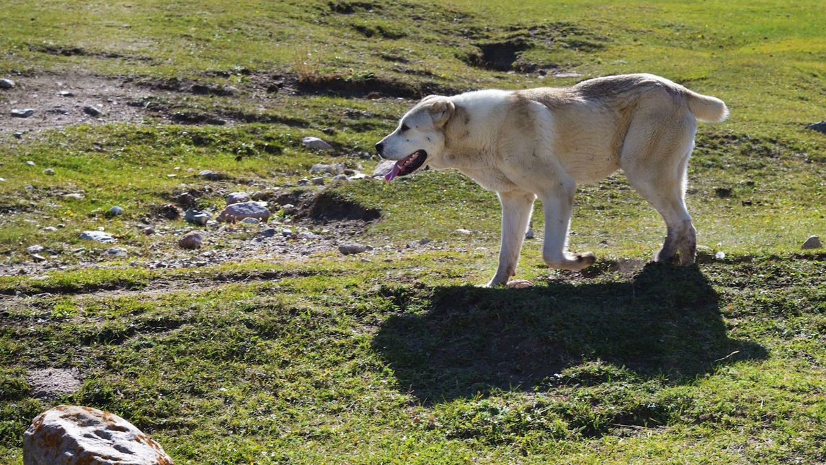    Окрас алабаев может быть однотонным или пятнистым