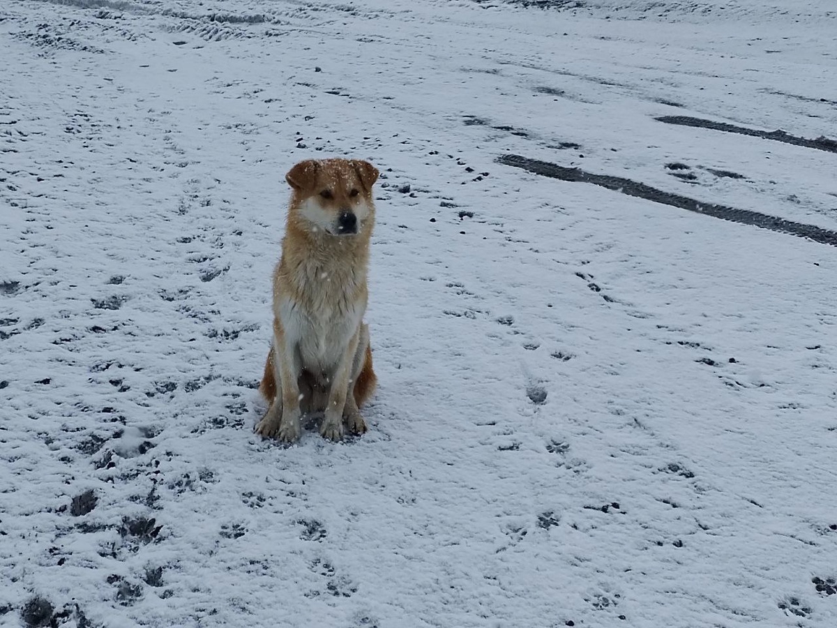 на фото красавчик Малыш.