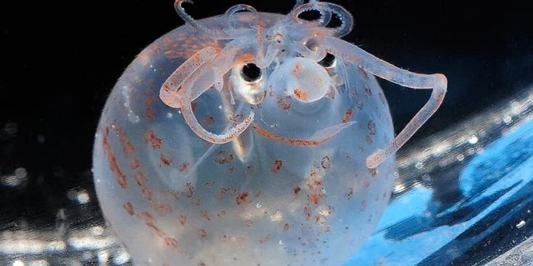 Природа шутит: пятачок на реактивной тяге