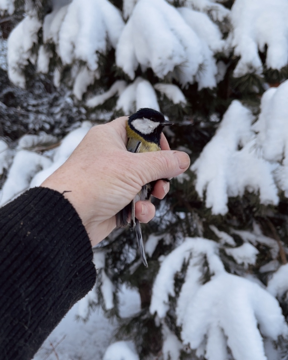 Момент перед тем как синичка снова будет на воле