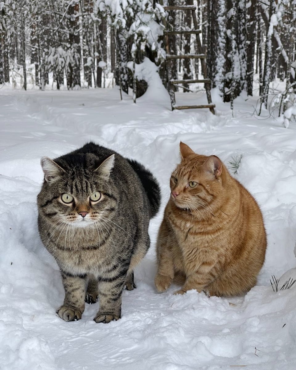Меня зовут Татьяна, я много лет увлекаюсь фотоохотой, чтобы быть ближе к природе, на пенсии семьей перебрались в домик у леса. С моим необычным котами Рысиком и Львом ходим на лесные прогулки каждый день. На канале делюсь фотографиями и историями про своих домашних и лесных питомцев.