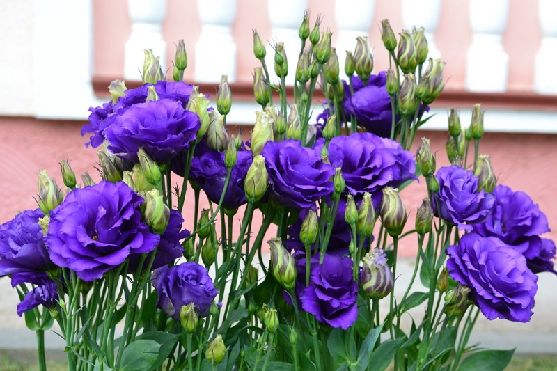 Эти цветы у меня прочно поселились в моём саду, без него не обходится ни один сезон уже много лет