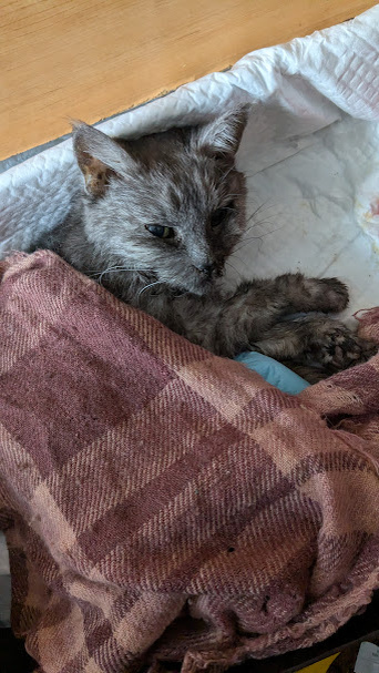 Последнее фото Маси за 2 часа до ухода из жизни. Фото автора