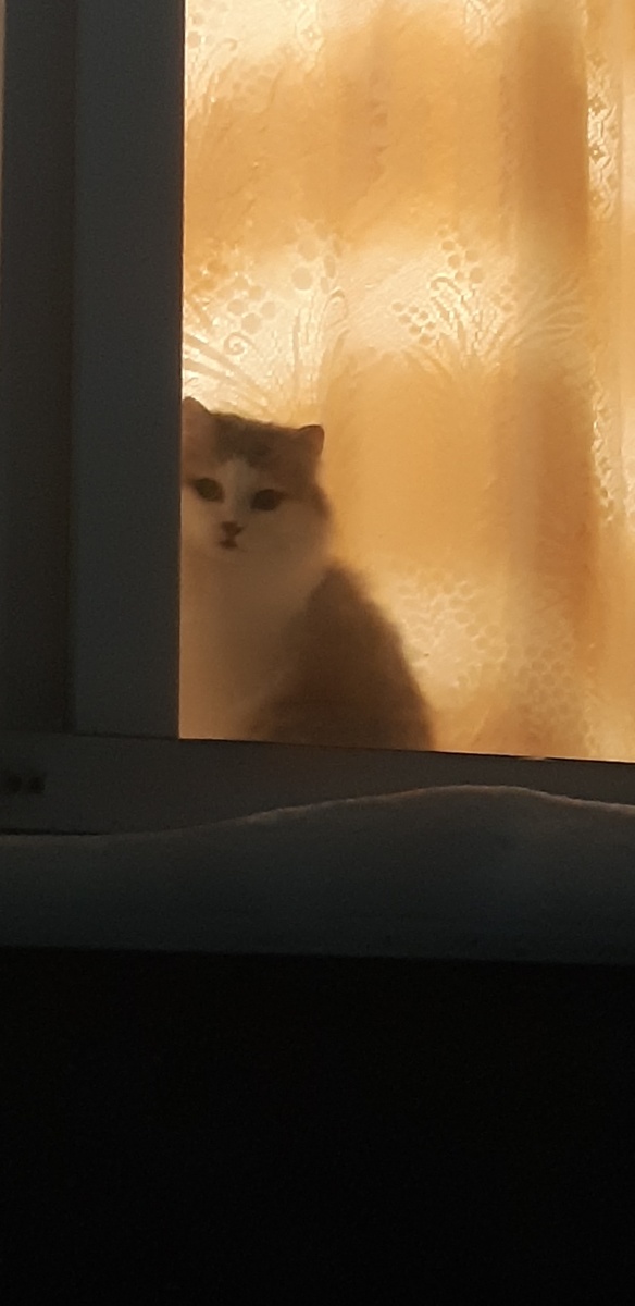 Я твоя Храпунцель, сейчас хвост свешу, иди под окошко, залезешь по хвосту в райские кущи