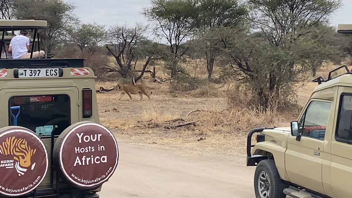 Сафари - Тарангири - Львица