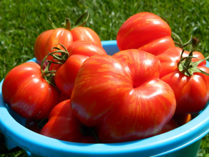 Настоящая находка для тех, кто хочет сажать помидоры в открытый грунт