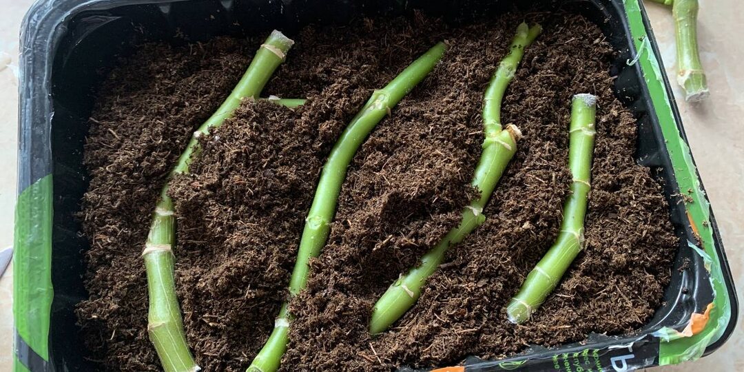 Как я могла забыть про лежачий способ укоренения пеларгоний – ни один обрезок теперь не выкидываю