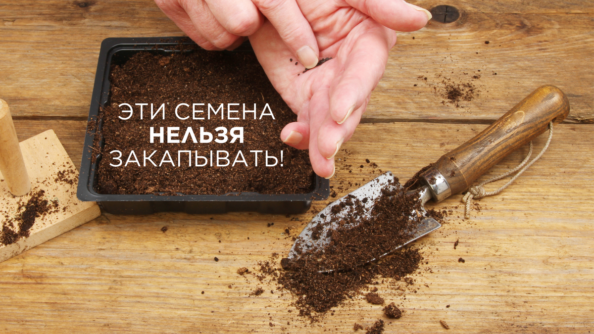 Сеем на рассаду вместе с агрономом! Всё что нужно знать про СВЕТОВСХОЖИЕ семена!
