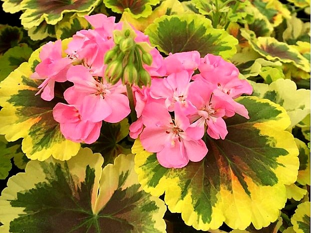 Карликовая вариегатная пеларгония Hilda's Memory .