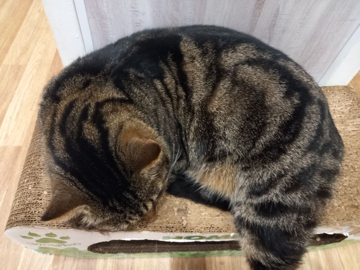 Плюша в морозы и метель предпочитает отсыпаться