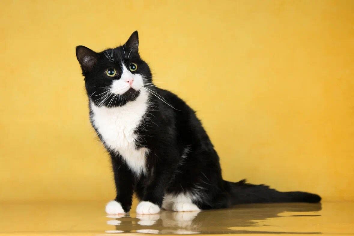 Мы так хотели найти тебя живым, Бантик