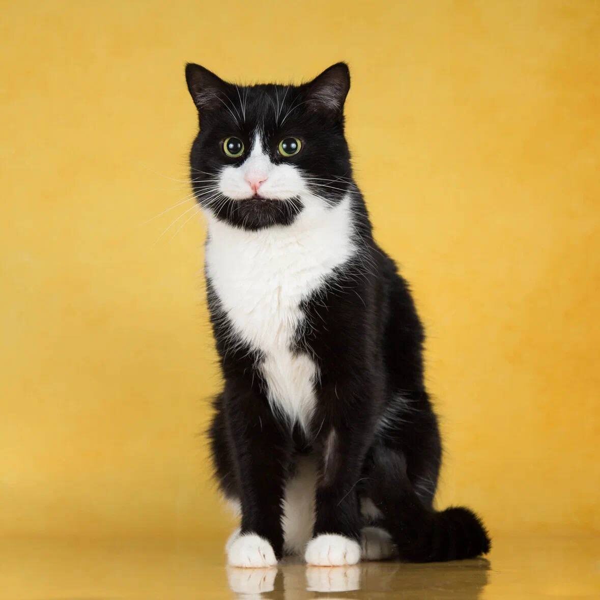 Запомним Бантика таким, красивый, ласковый котик, мягких облачко тебе