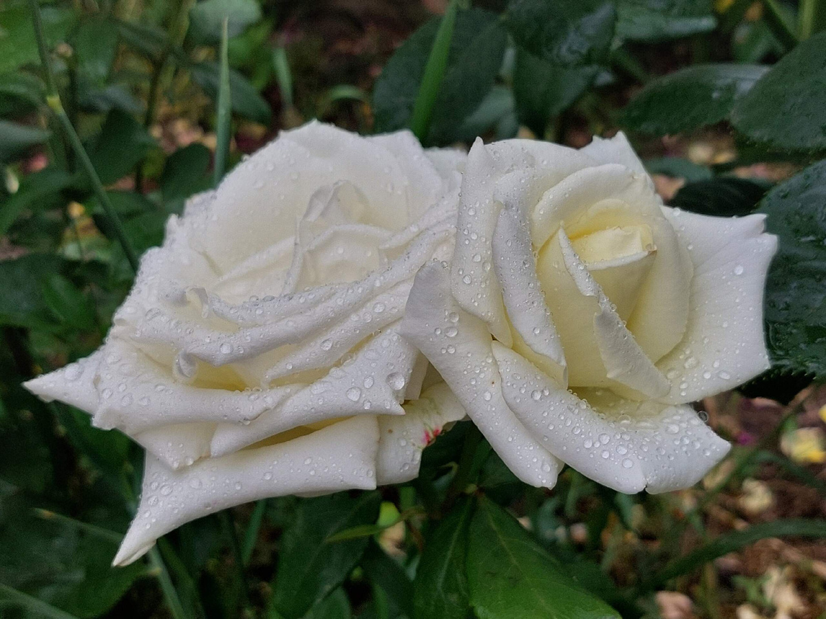 Роза Анастасия.