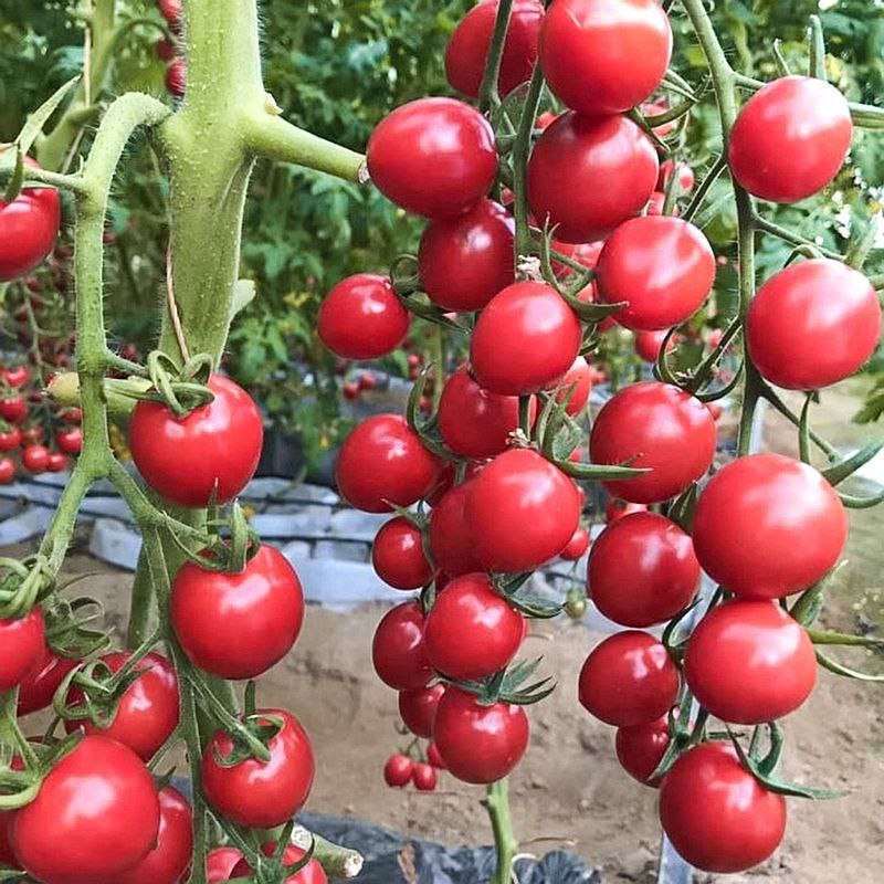 Классные томаты