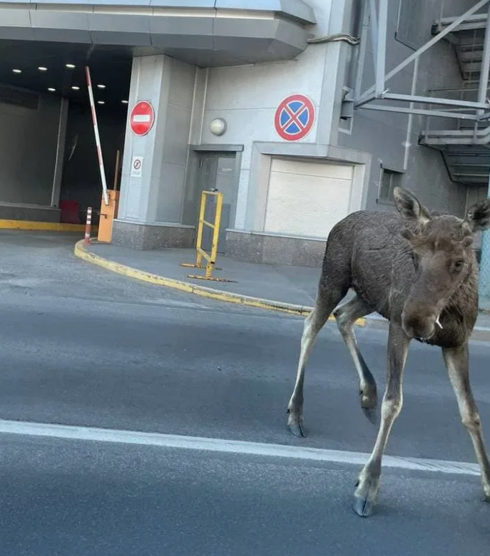 Фото из открытых источников 