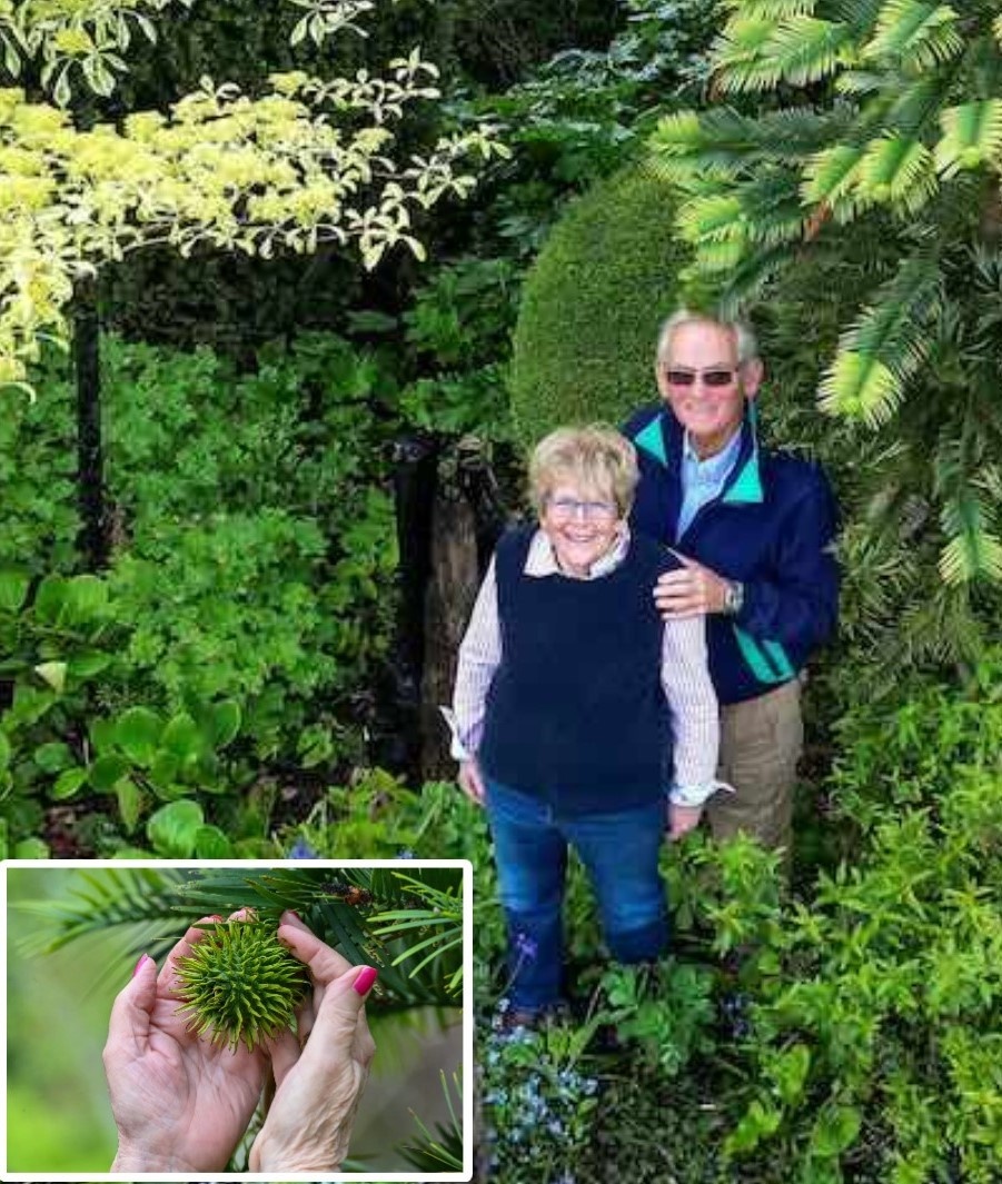 Томпсоны под Воллемией - нависает сверху справа