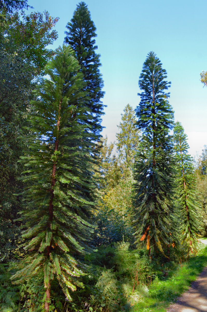 Это воллемии, под их предками еще всякие страшнозавры бегали!