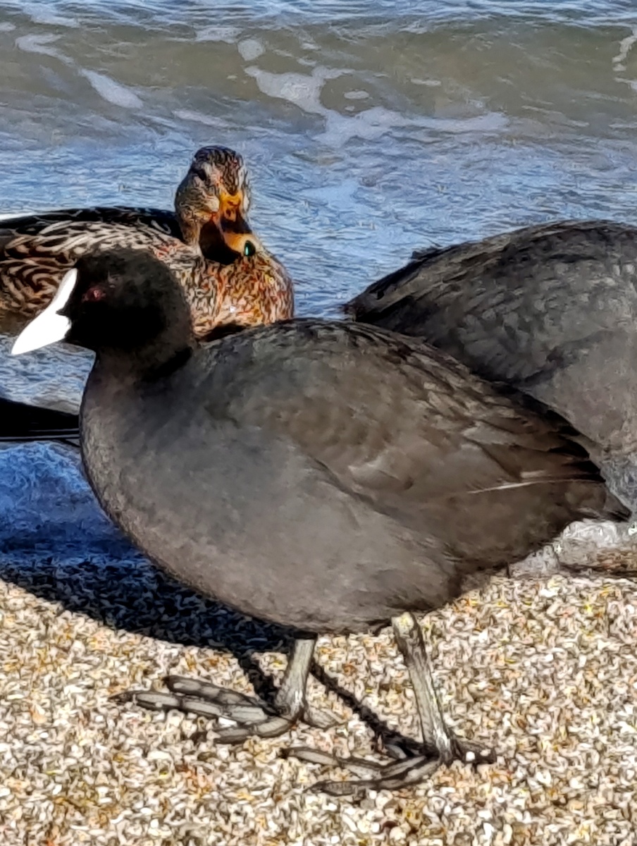 Лысуха. Фото автора. 