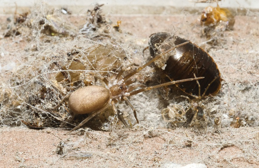 Пинкфлойдовский стенной паук