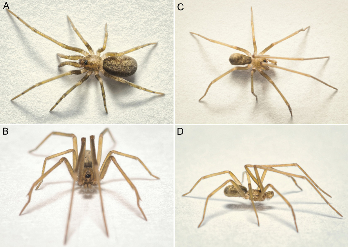 Пауки Pikelinia floydmuraria: самка (A) и самец (B–D).
