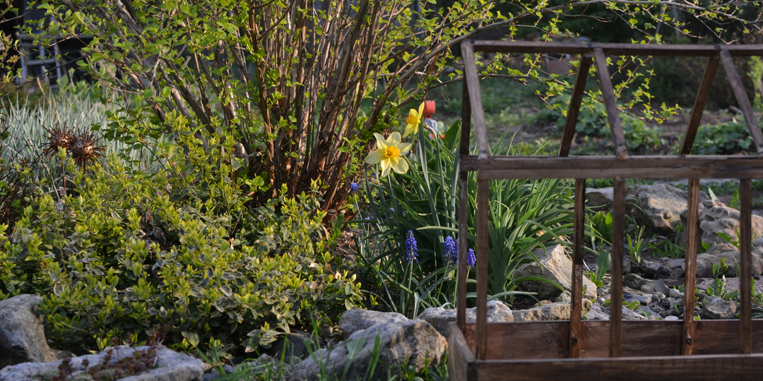 Чем затянуть большие площади в саду или о бересклете Форчуна с любовью