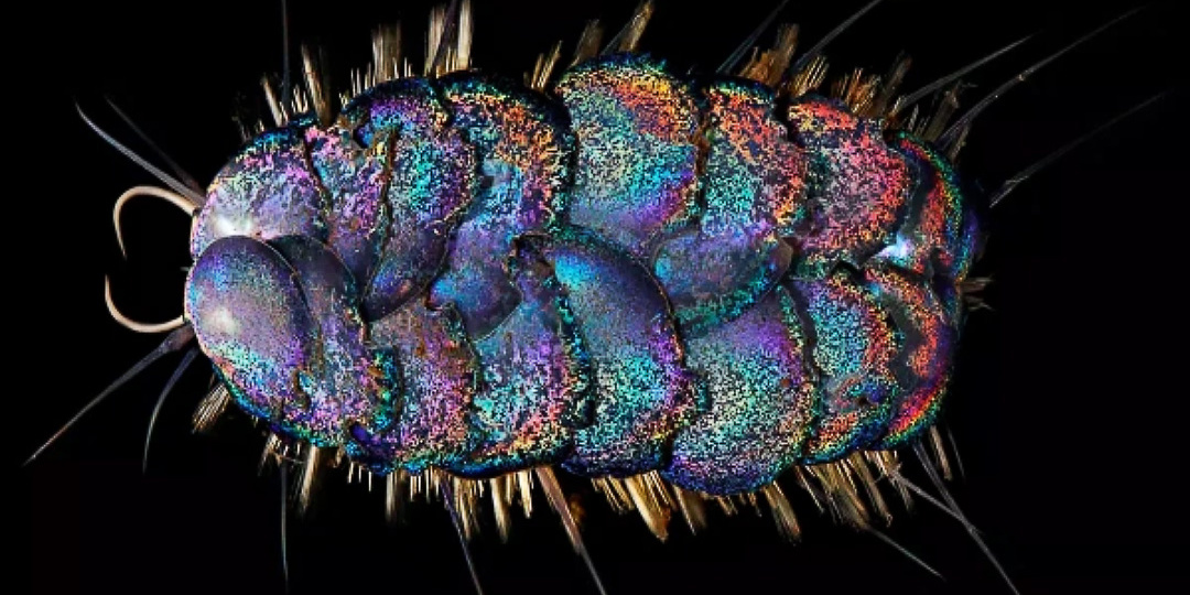 Голодные стразы океана