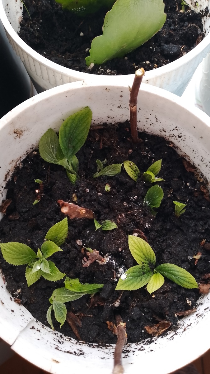 Лишь бы приросли 🙏