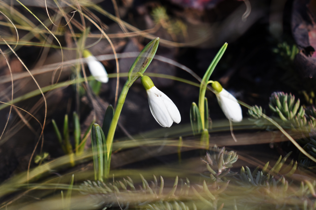 Галантус складчатый?