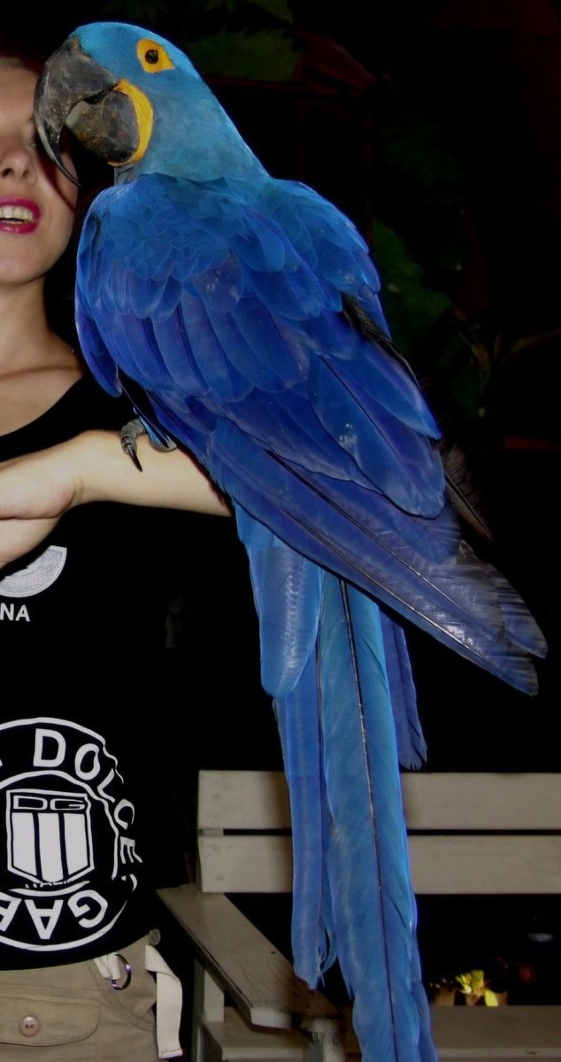 Гиацинтовый Ара и человек