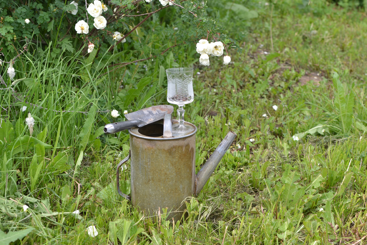 В бокале замоченные семена долихоса. 
